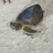 Tortuga verde de 220 kilos termina dentro de piscina de hotel en Tulum