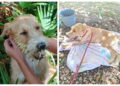 Auxilian a perro atacado por puercoespín en Calderitas; tenía múltiples espinas en el hocico