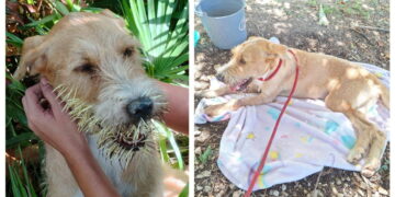 Auxilian a perro atacado por puercoespín en Calderitas; tenía múltiples espinas en el hocico