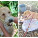 Auxilian a perro atacado por puercoespín en Calderitas; tenía múltiples espinas en el hocico