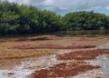 Sargazo avanza hacia la Bahía de Chetumal; detectan acumulaciones en sus accesos desde el Caribe