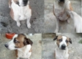 Día de Muertos de las Mascotas: este 27 de octubre se recuerda a los animalitos que dejaron huella en nuestras vidas