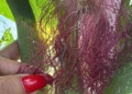 Microavispas contra las plagas: impulsan control biológico para proteger cultivos de maíz en Quintana Roo